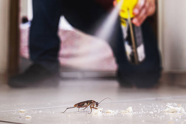 Reliable Zephyrhills, FL Pest Control Solutions